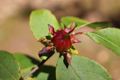 Stewartia sinensis - stewartie čínská - plod